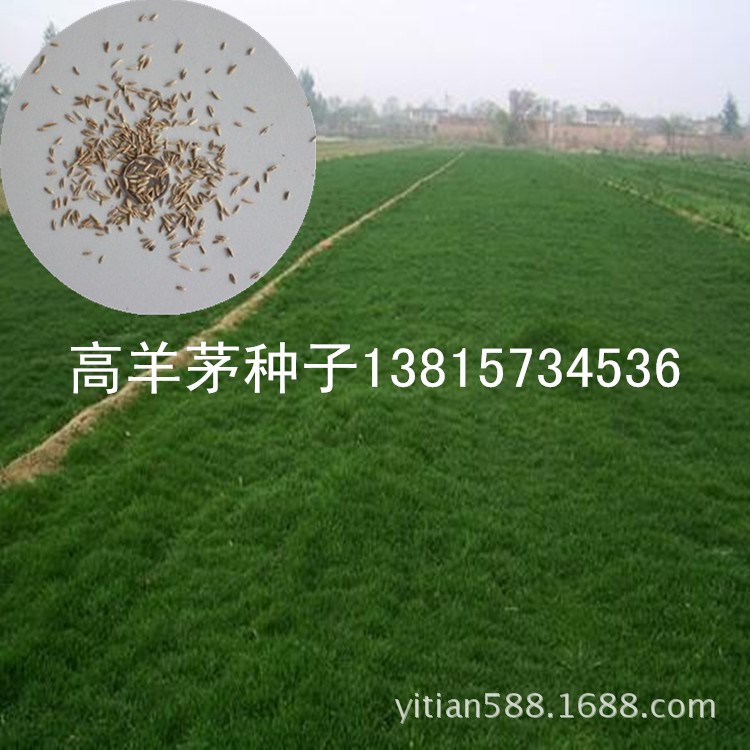 管理粗放高羊茅种子高羊茅草籽经典保土护坡草坪种子白标蓝标