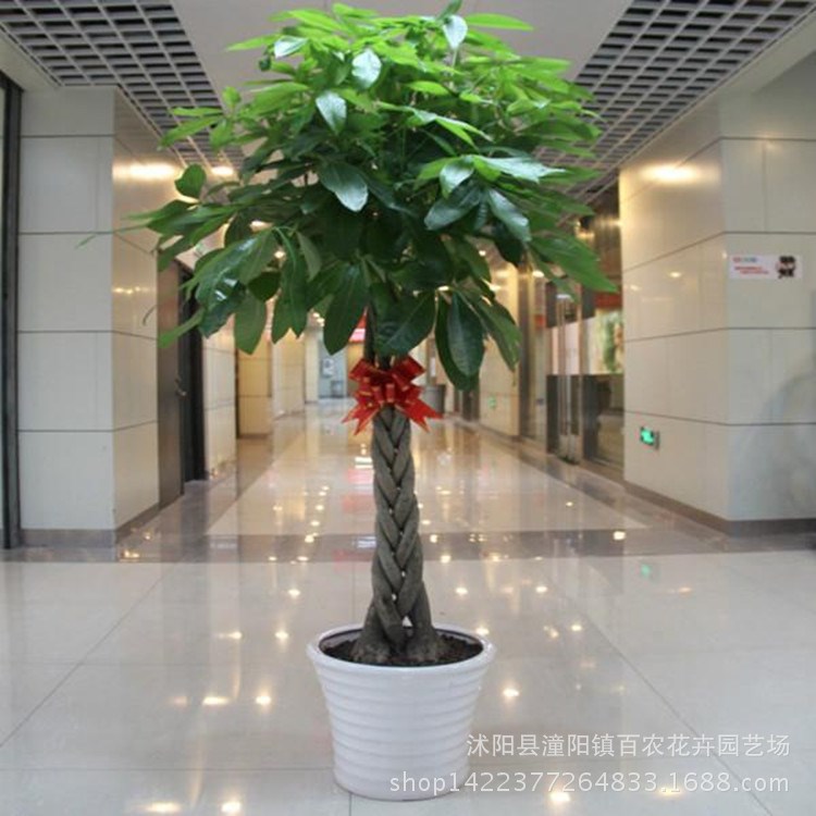 批发盆栽植物独杆辫子发财树盆景大盆栽办公室盆栽115米
