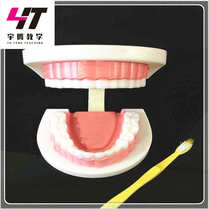 儿童牙列模型j39052小学科学实验器材送牙刷儿童牙列模型
