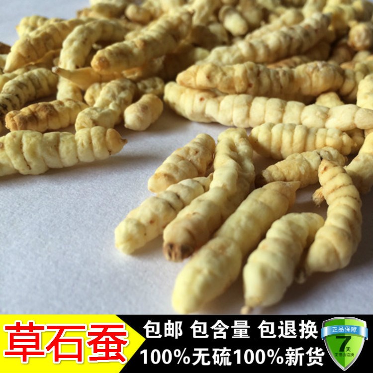 供应商机 医药 中药/中成药 草石蚕 中药材 草石蚕 地蚕 土冬虫草