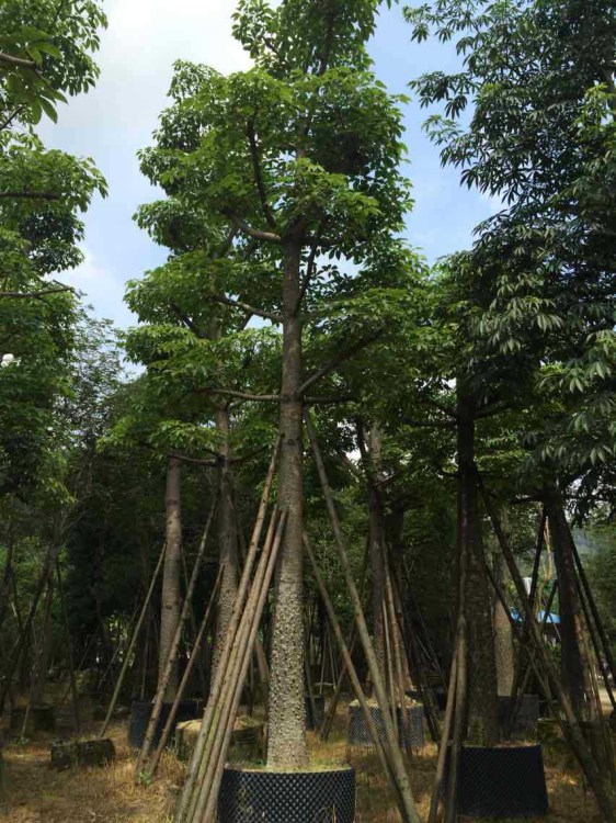 木棉树,开红色花的落叶乔木,适合行道公园小区公园