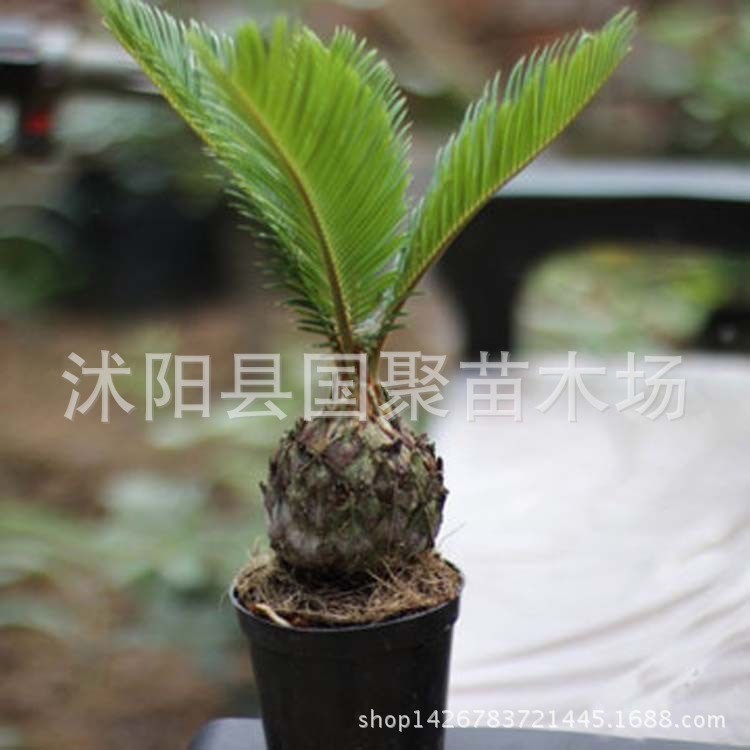 铁树苗 小铁树大铁树盆栽铁树盆景批发小苏铁四季常青四季可种
