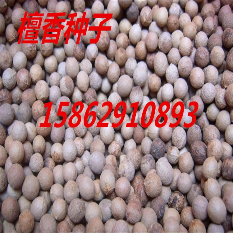 新采檀香树种子小叶紫檀印度紫檀白檀种子印度檀香量大从优