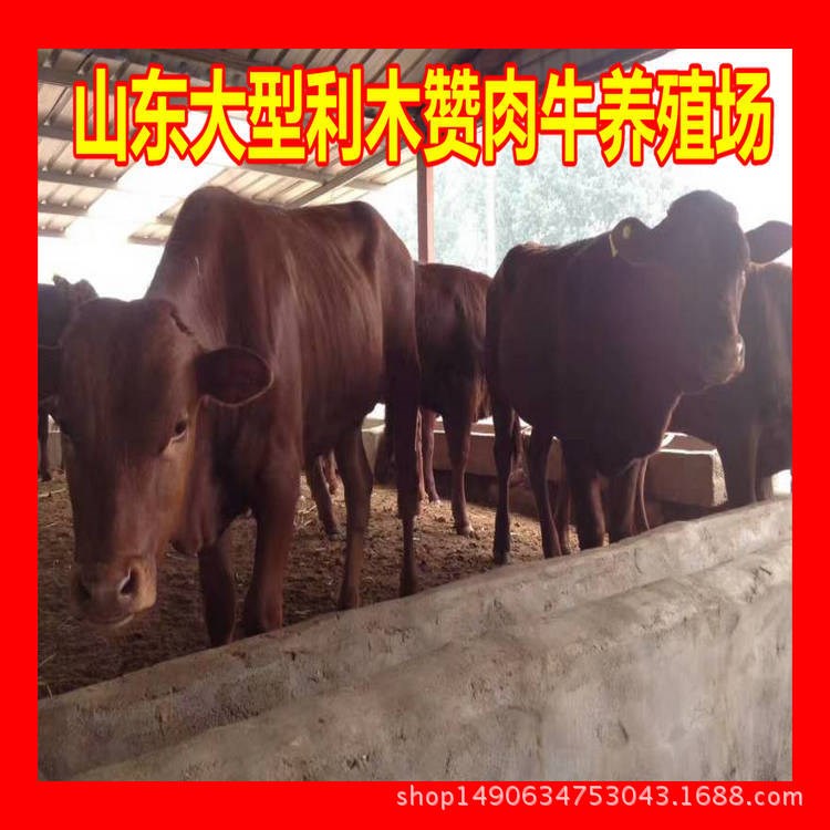 利木赞牛小牛犊 鲁西黄牛肉牛牛犊 肉牛养殖 南方肉牛品种个好