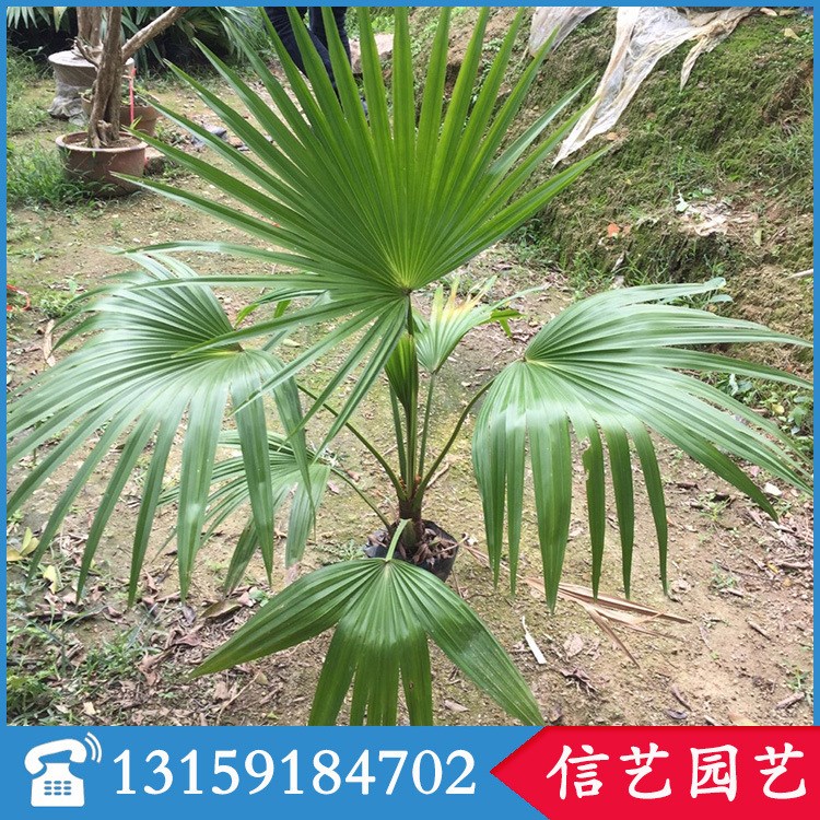 漳州蒲葵出售漳浦蒲葵种植基地漳州蒲葵报价