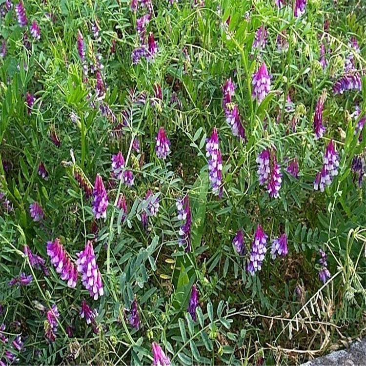 光叶紫花苕种子养殖绿肥毛苕子牧草草籽养蜂饲料包邮