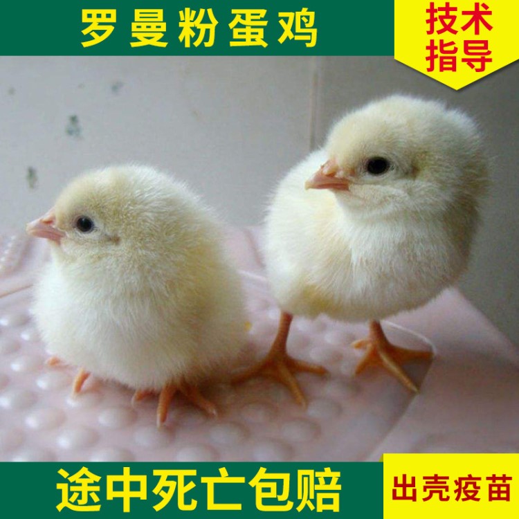 罗曼粉蛋鸡苗海兰褐蛋鸡海兰灰蛋鸡苗孵化场鸡苗厂家直销