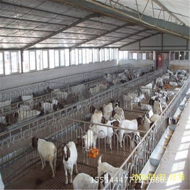 育肥牛羊湖北牛羊养殖牛羊供求良种牛羊四川养殖牛羊