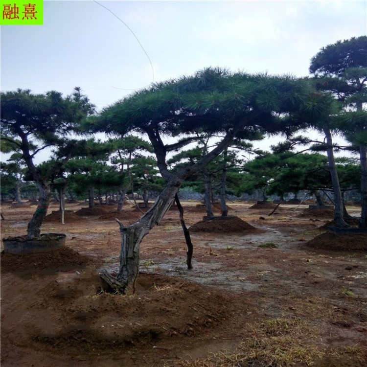 本地货源泰山松树基地造型景观庭院迎客松净化空气3米造型景松