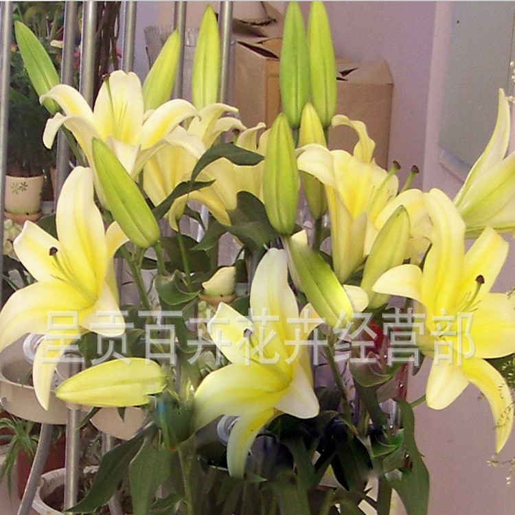 种植地鲜花批发云南鲜花批发价香水百合花卉黄天霸黄色