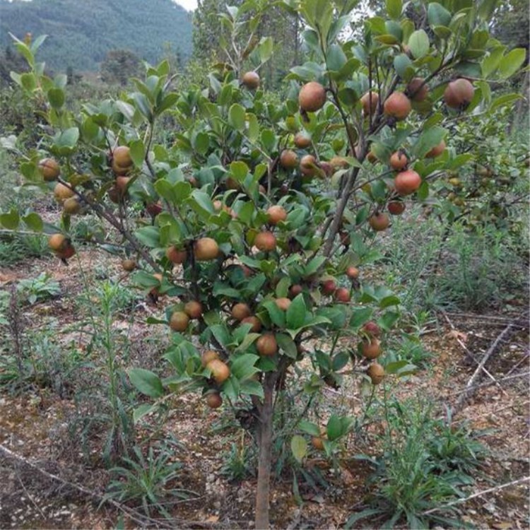 现卖现挖长林系嫁接油茶苗基地大量树苗良种苗木基地