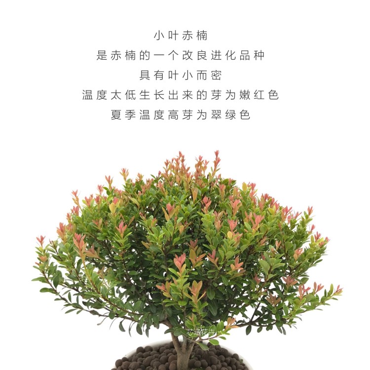 盆景赤楠小叶耐寒耐热植物四季常青红杨黄杨金丝楠木阳台室外好养