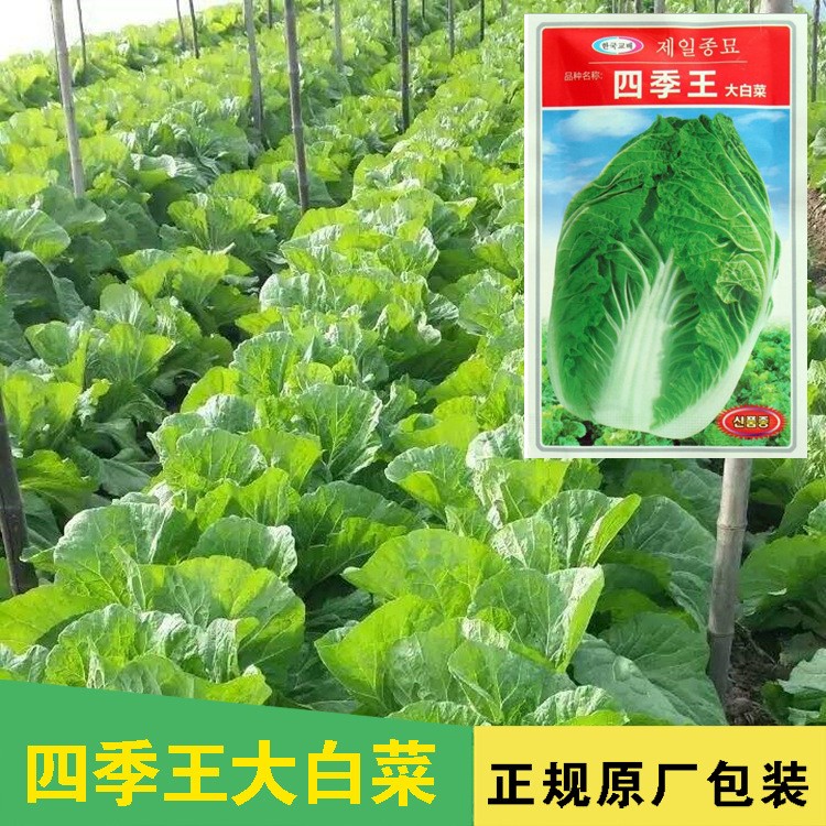 四季大白菜种子春白菜种子春秋季大白菜10g炮弹型早熟抗病白菜