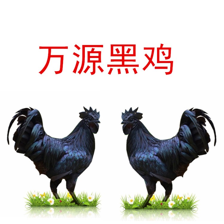 2019年厂家供应万源黑鸡育种孵化场批发全国发运万源黑鸡价格