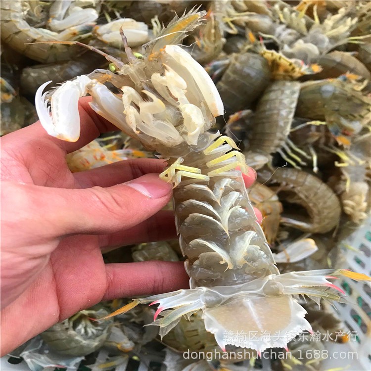 鲜活皮皮虾500g大虾虾爬子虾婆濑尿虾螳螂虾琵琶虾富贵虾水产海鲜