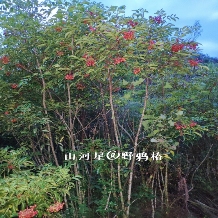 圆齿野鸦椿野鸭椿树苗木种子鸡眼睛草药鸡胫花福建三明清流鸡腱花