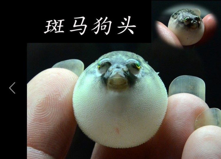 批发斑马狗头鱼观赏鱼活体淡水河豚气鼓鱼水族箱观赏宠物鱼