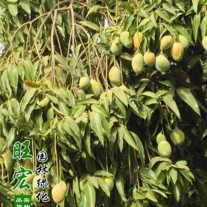 新品种芒果树苗规格低价批发芒果苗芒果果树苗庭院种植