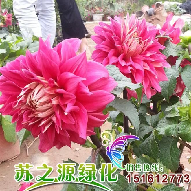 大丽花种球多品种球根花卉大丽菊地瓜花大丽花种球盆栽