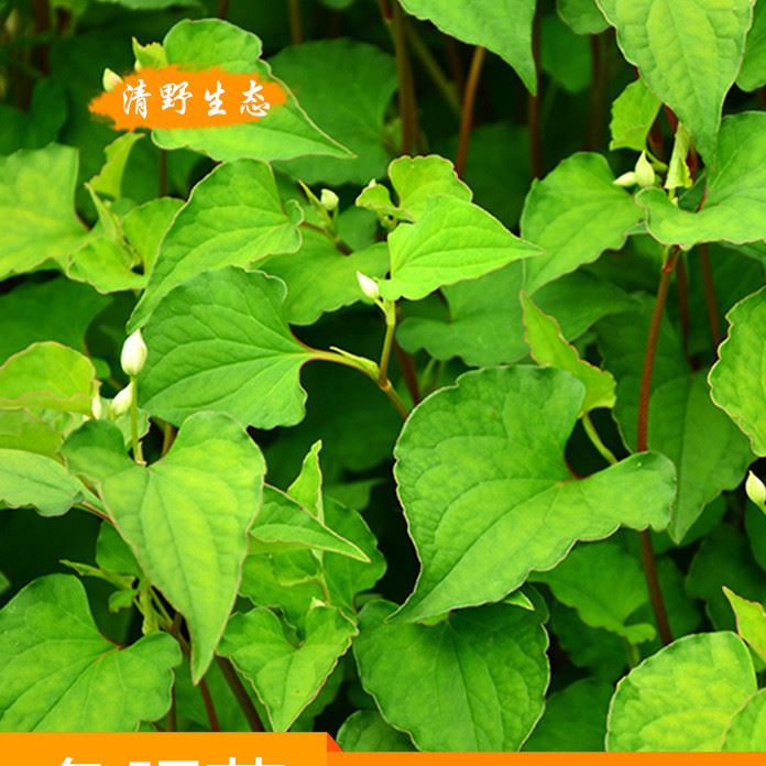 湖南土特产野生绿色蔬菜新鲜鱼腥草生态特色菜系清热