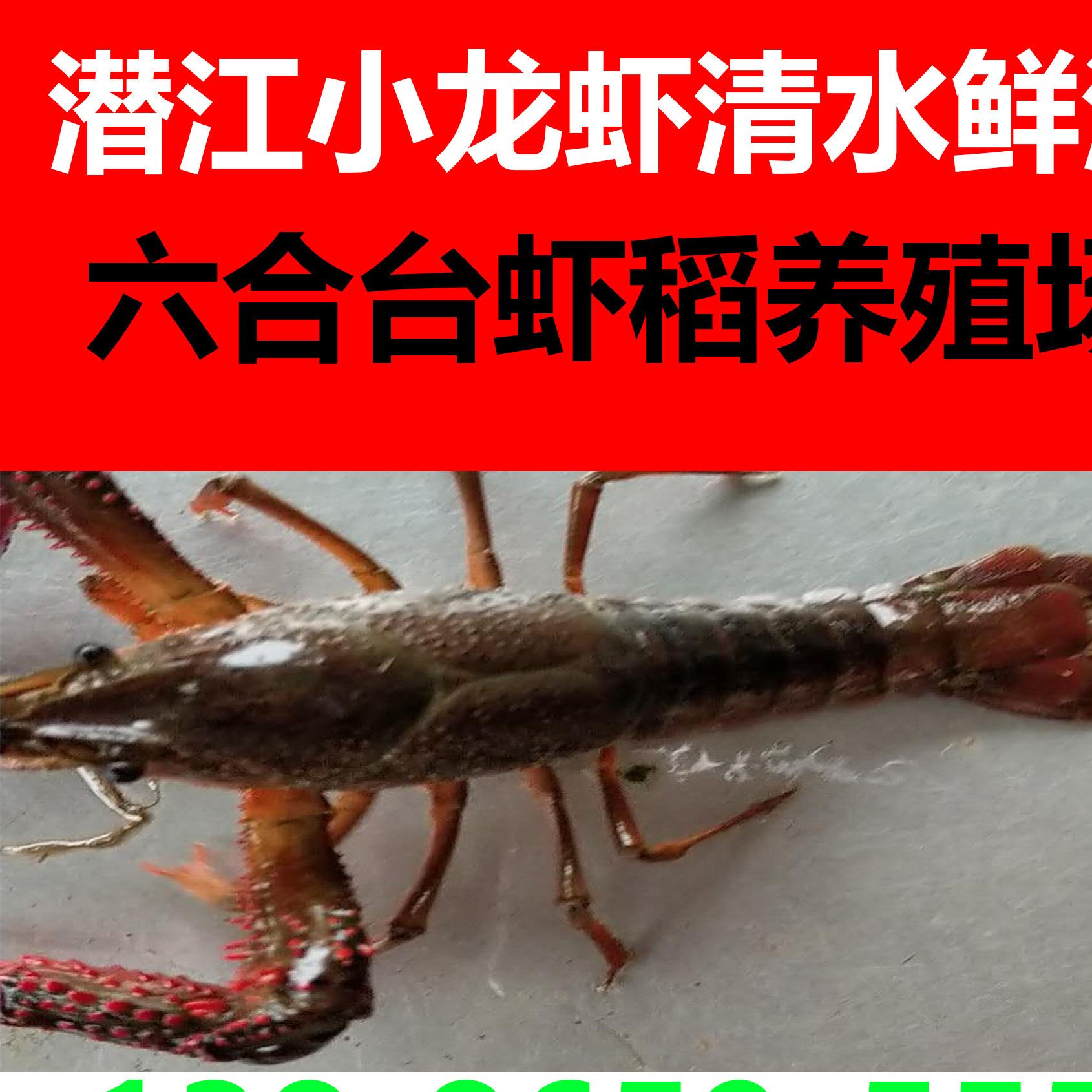 龙虾小龙虾潜江小龙虾鲜活龙虾批发湖北小龙虾生鲜批发量大