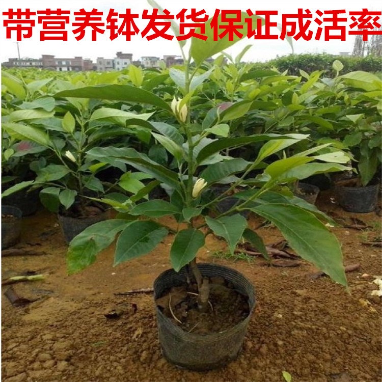 嫁接白蘭花樹(shù)苗 白黃桷蘭黃葛蘭黃果蘭四季開(kāi)花 白蘭花苗盆栽包郵