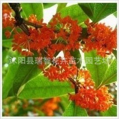 盆栽地栽桂花树苗 红花丹桂花树苗 十里飘香 盆栽桂花树苗