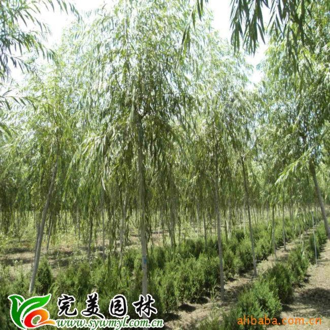 供應園林綠化垂柳
