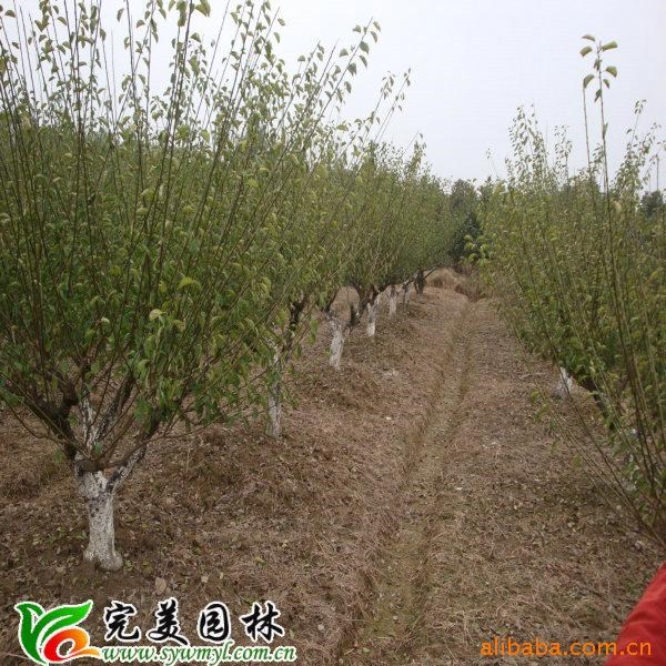 供應園林綠化梅花,紅梅,綠梅