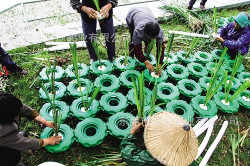 330*330 生態(tài)浮床、植物浮床、花卉浮床 設(shè)計(jì)、造型、施工、維護(hù)