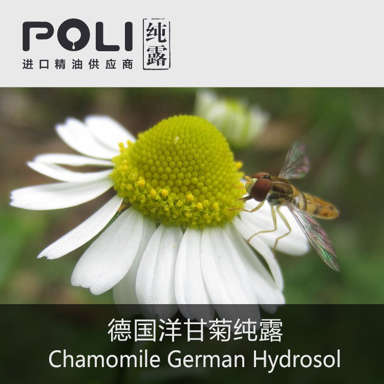 英国 德国洋甘菊露 天然花水原料批发【POLI/颇黎】