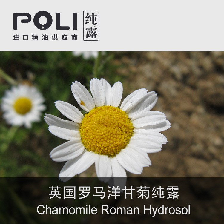 英國 羅馬洋甘菊露 天然花水原料批發(fā)【POLI/頗黎】