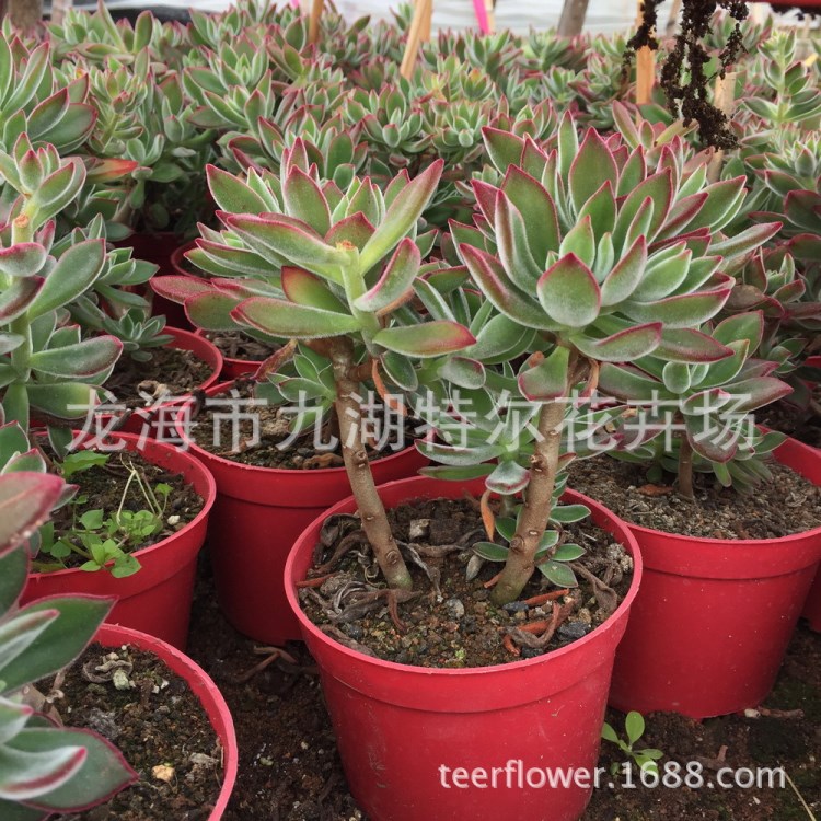 【超大錦晃星多頭大老樁】15裝