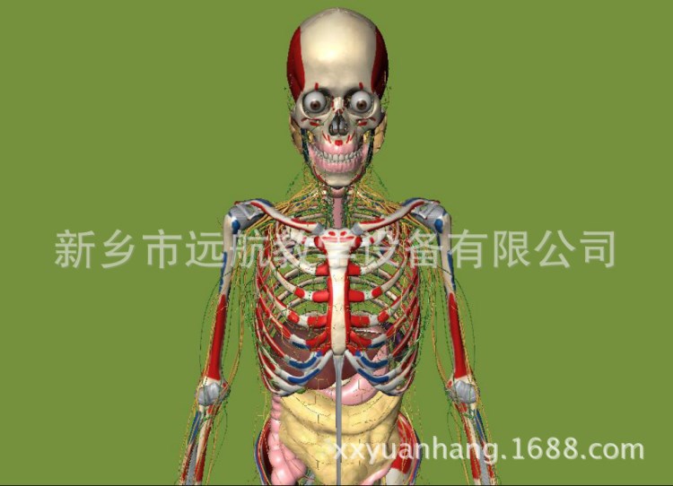 人體解剖三維交互系統(tǒng)