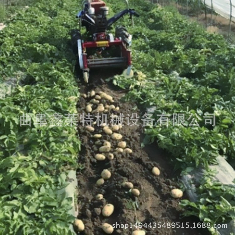 土豆收获机价格 农用收获红薯土豆机  拖拉机带动收获机