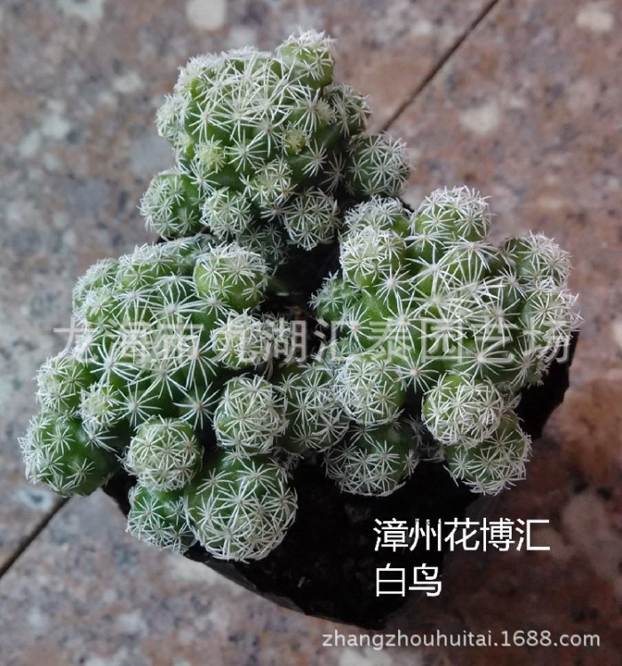 多肉植物【白鳥】多肉植物批發(fā)凈化空氣 防輻射多肉植物批發(fā)