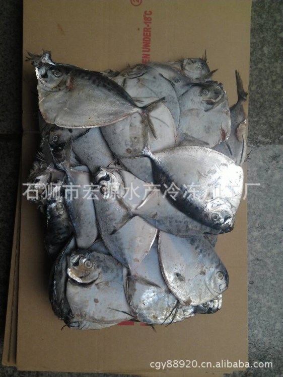 刀鯧魚 眼眶魚 皮刀魚 Mene maculata  冷凍水產(chǎn)品 皮刀 冷凍海鮮