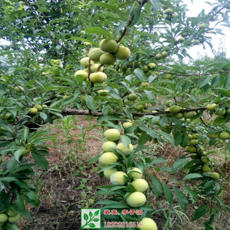 李子苗購(gòu)買 李子苗管理技術(shù) 李子苗廣西