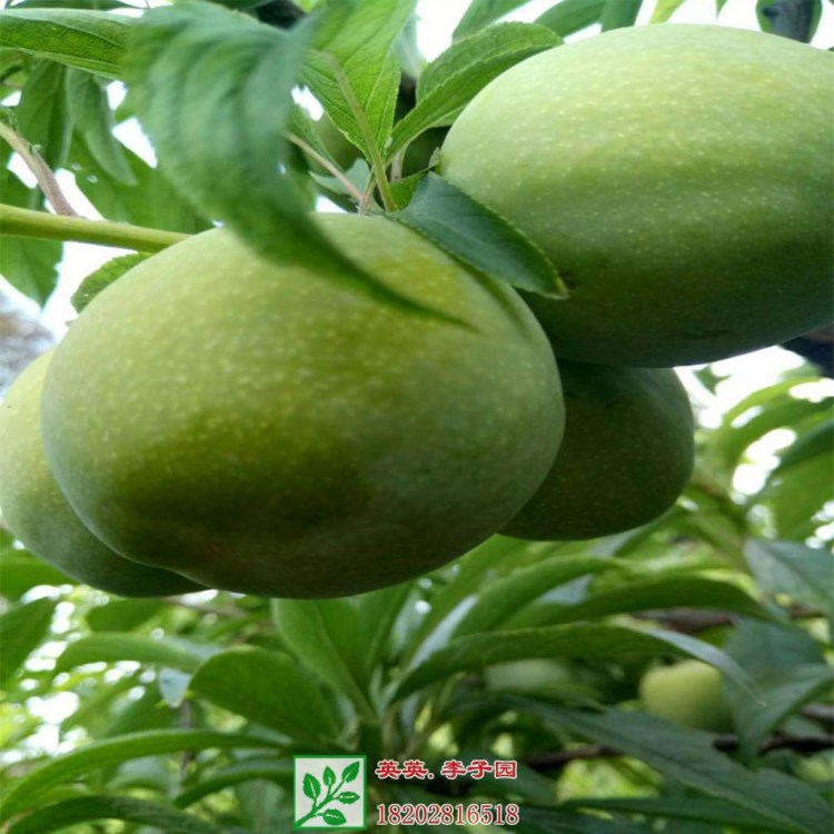 云南李子苗價(jià)格 云南李子苗基地 云南李子苗