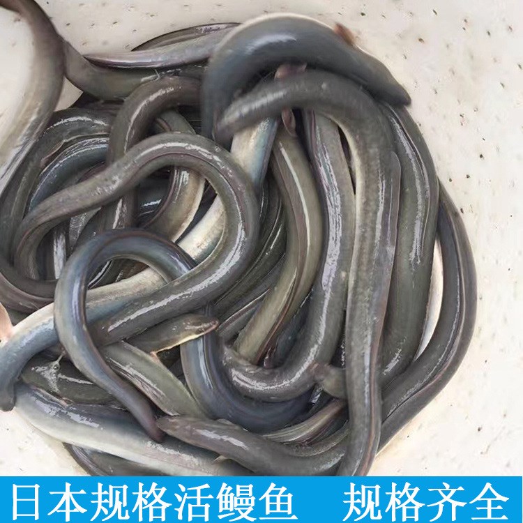 日本規(guī)格活鰻魚 規(guī)格 日式料理壽司食材 食用活鰻魚批發(fā)