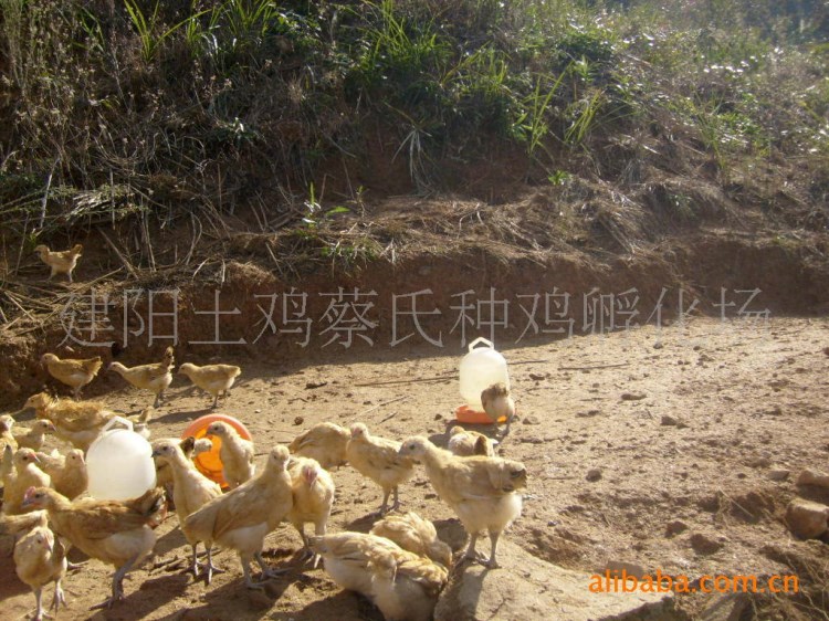 浙江土雞, 來之麗水山區(qū)公雞, 竹林走山雞