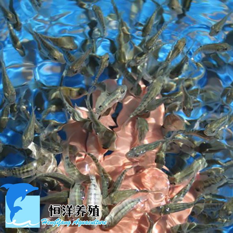 養(yǎng)殖種苗 土耳其 溫泉魚(yú) 足療魚(yú) 親親魚(yú)苗 黑色親親魚(yú) 特種養(yǎng)殖