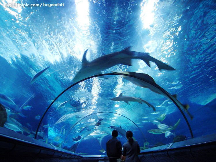 大型水族馆 加厚亚克力 浴缸透明 浴场挡板 游泳池透视隔板