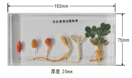 生物教學(xué)標(biāo)本 昆蟲琥珀教學(xué)標(biāo)本 昆蟲琥珀標(biāo)本 蛙發(fā)育史過程