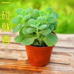 長綠盆栽香草植物【碰碰香】噴噴香.一觸即香.驅蚊蟲植物