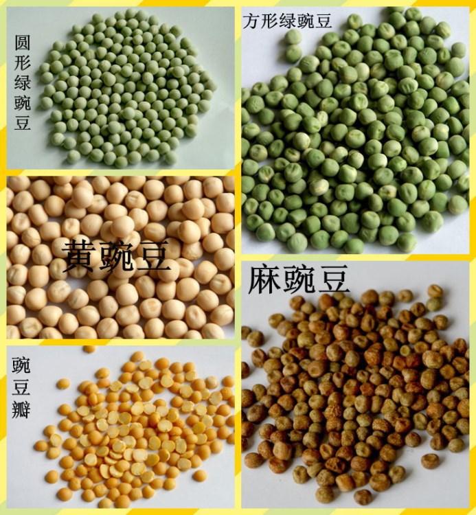 長期 豌豆 白豌豆 油炸青豆 罐頭糖納豆用方豆 麻豌豆 楓豆