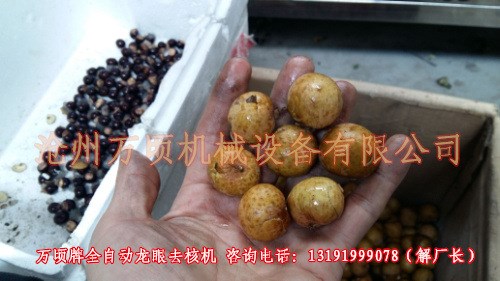 電動龍眼去核機 全自動龍眼沖核設備