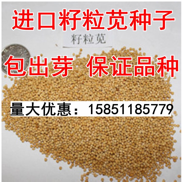 美國牧草種子 籽粒莧種子 高蛋白營養豐富 包出芽品種