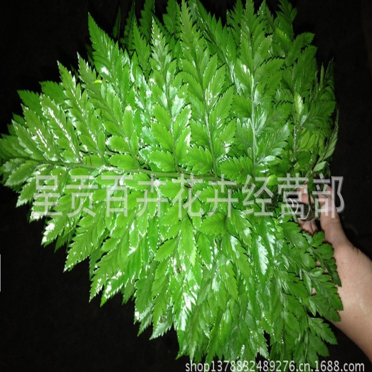 鲜花批发  云南鲜花批发  节日庆典鲜花速递  批发高山羊齿