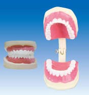 ZM1051-2牙保健模型自然大-教学医学解剖模型